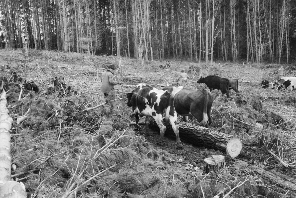 Serie del autor: Aserradero Stange. Cudico. Año 1970