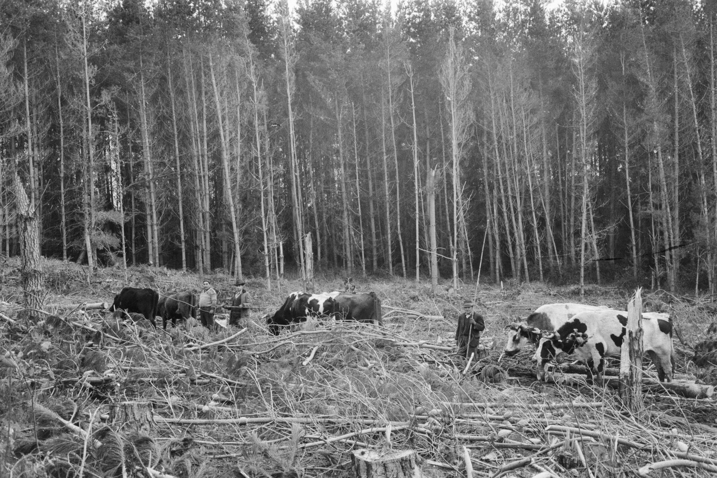Serie del autor: Aserradero Stange. Cudico. Año 1970