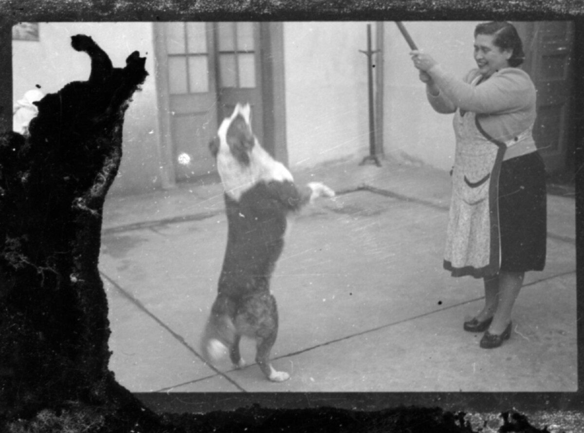 Plano general de una mujer adulta jugando con un perro en un patio