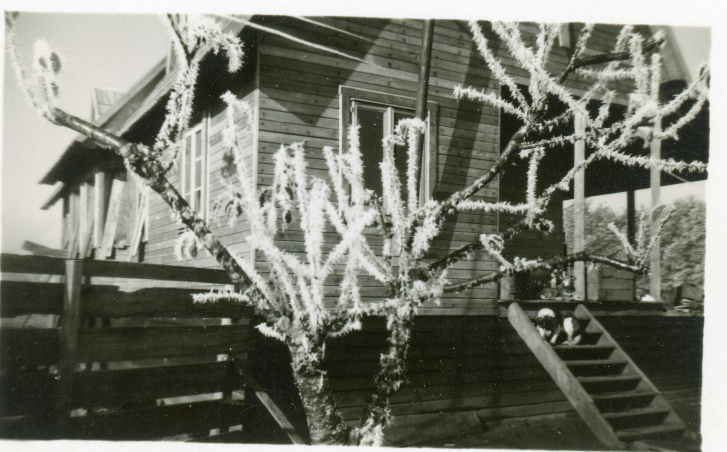 Plano medio de un árbol escarchado. En el fondo se observa una casa de madera la cual cuenta con balcón y una escalera de acceso.