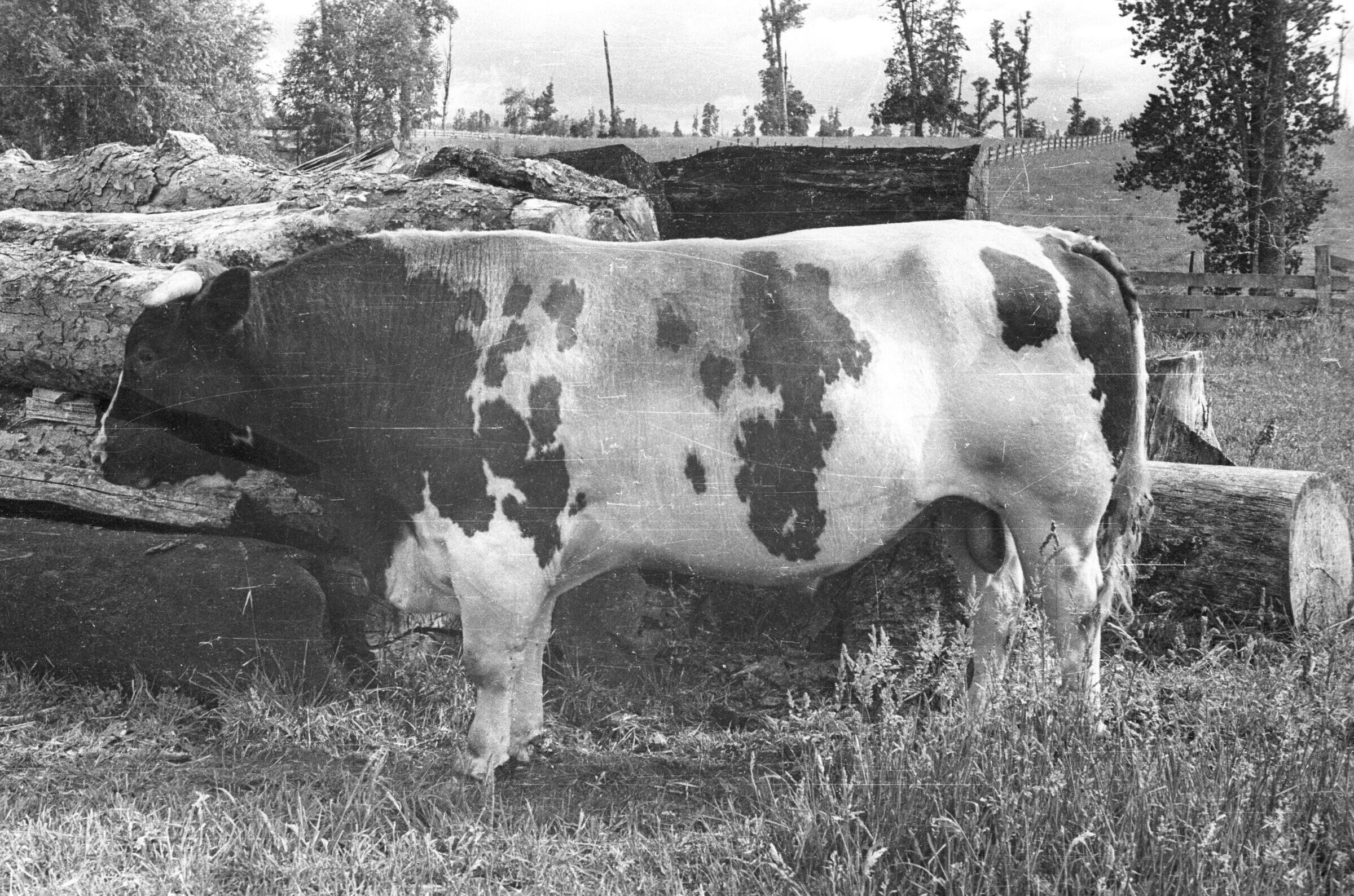 plano general de un buey parado junto a una ruma de troncos de leña apilados en el campo