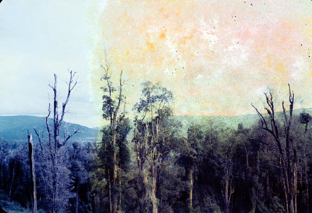 plano general de un prado poblado de árboles