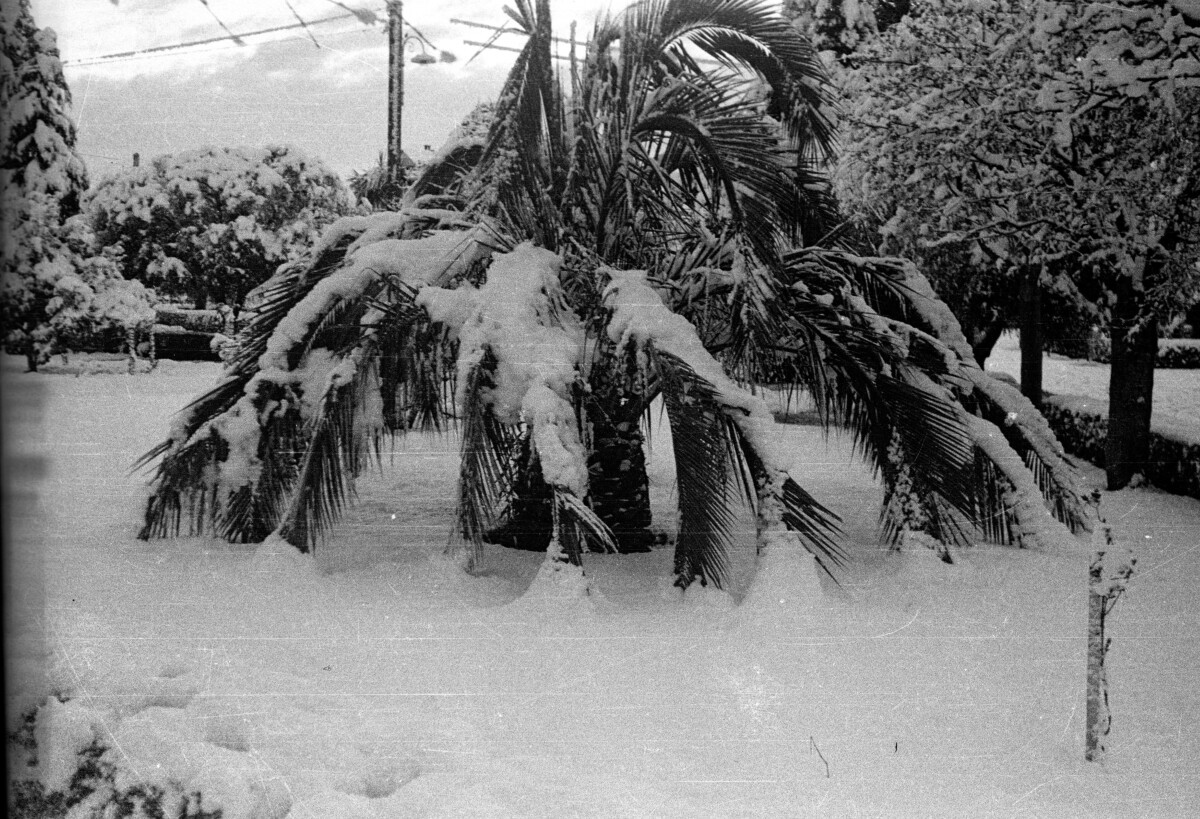 Palmera Cubierta por la Nevazón