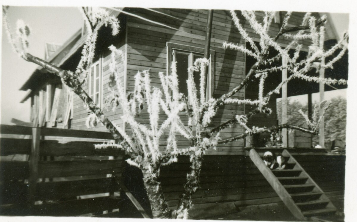 Plano medio de un árbol escarchado. En el fondo se observa una casa de madera la cual cuenta con balcón y una escalera de acceso.