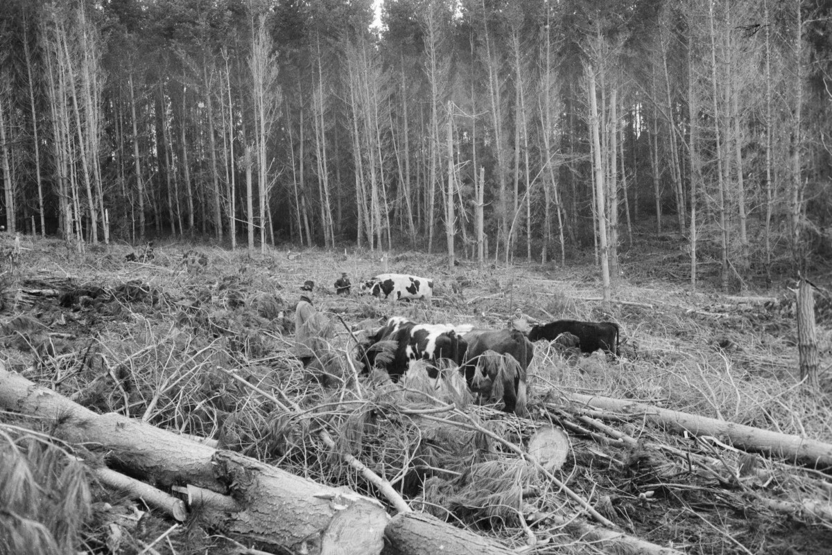 Serie del autor: Aserradero Stange. Cudico. Año 1970