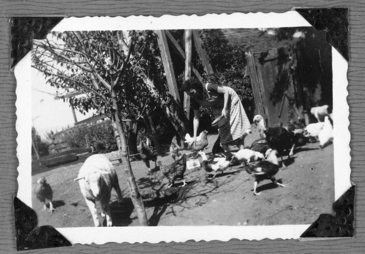 Mujer adulta dando de comer a aves domésticas. Hay gallinas, un pavo y un cordero.