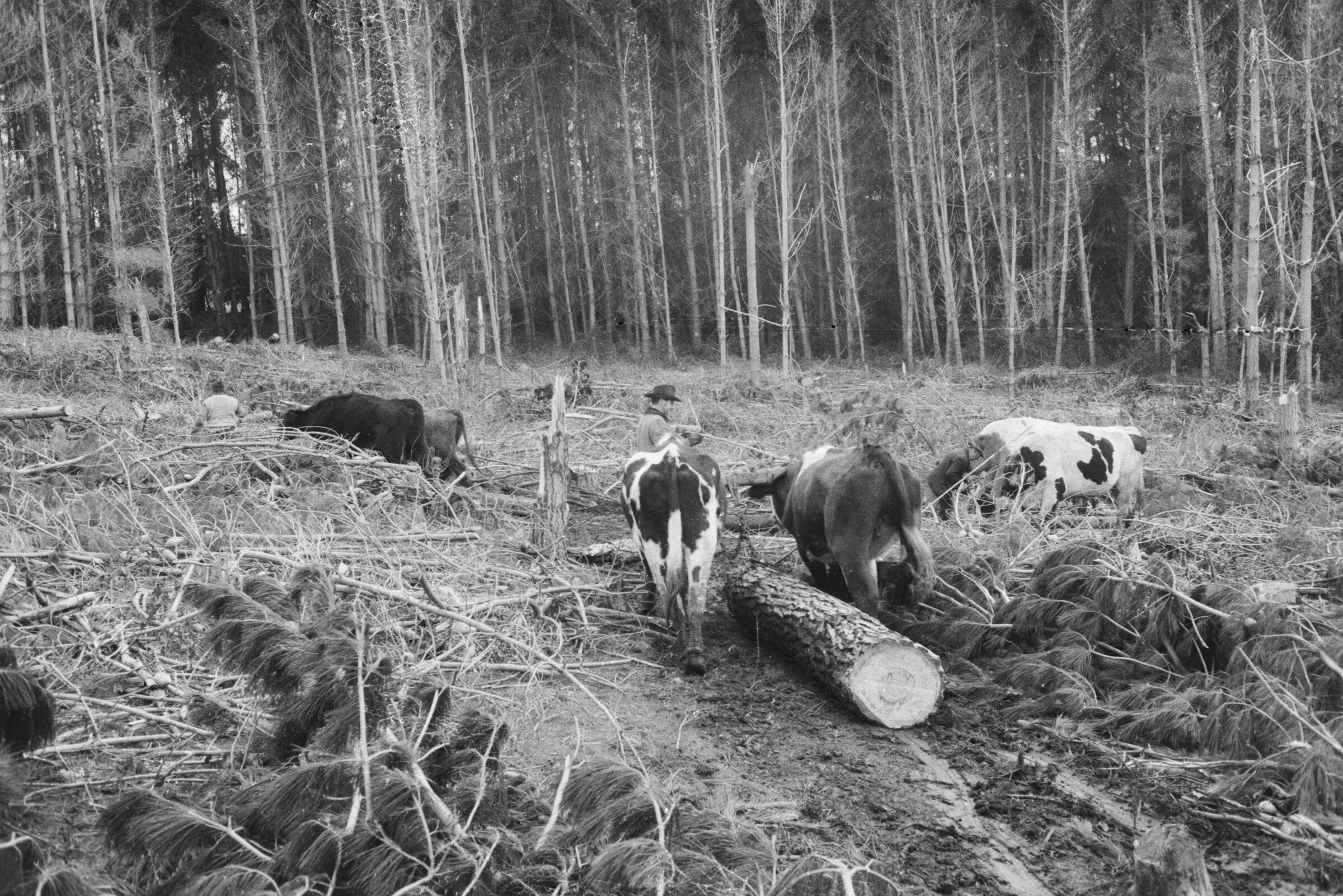 Serie del autor: Aserradero Stange. Cudico. Año 1970