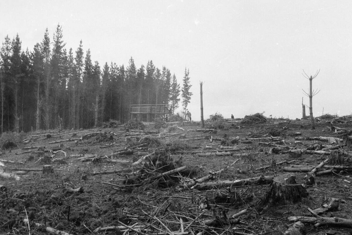 Serie del autor: Aserradero Stange. Cudico. Año 1970