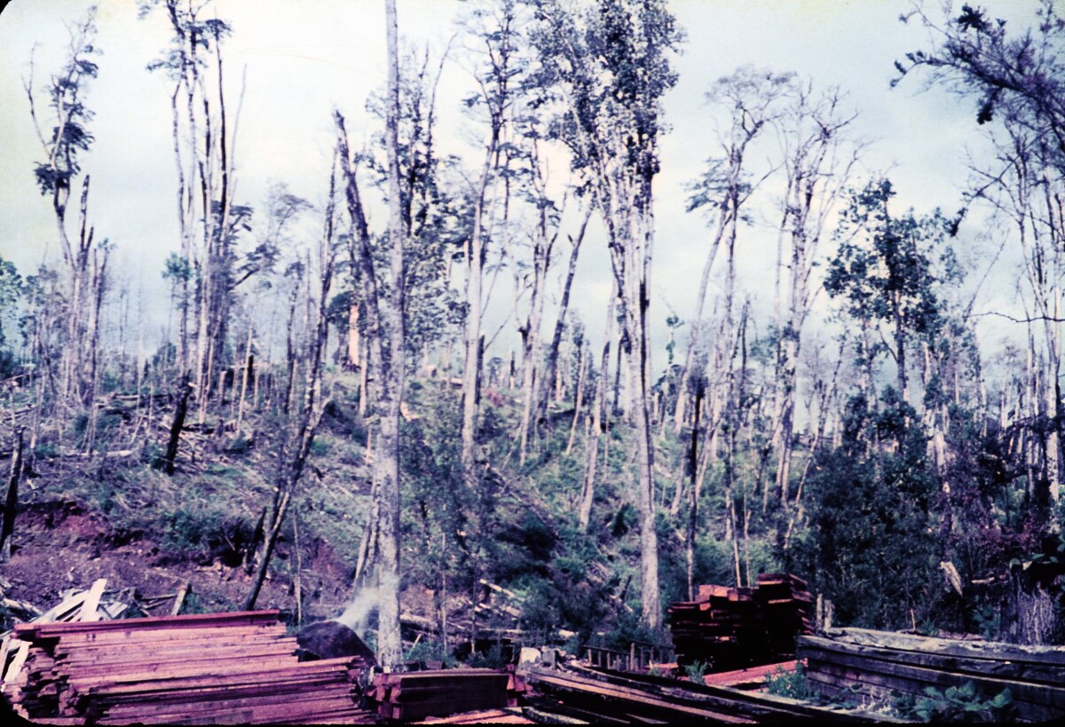 Plano entero de tablas de madera ordenadas en un sitio con árboles