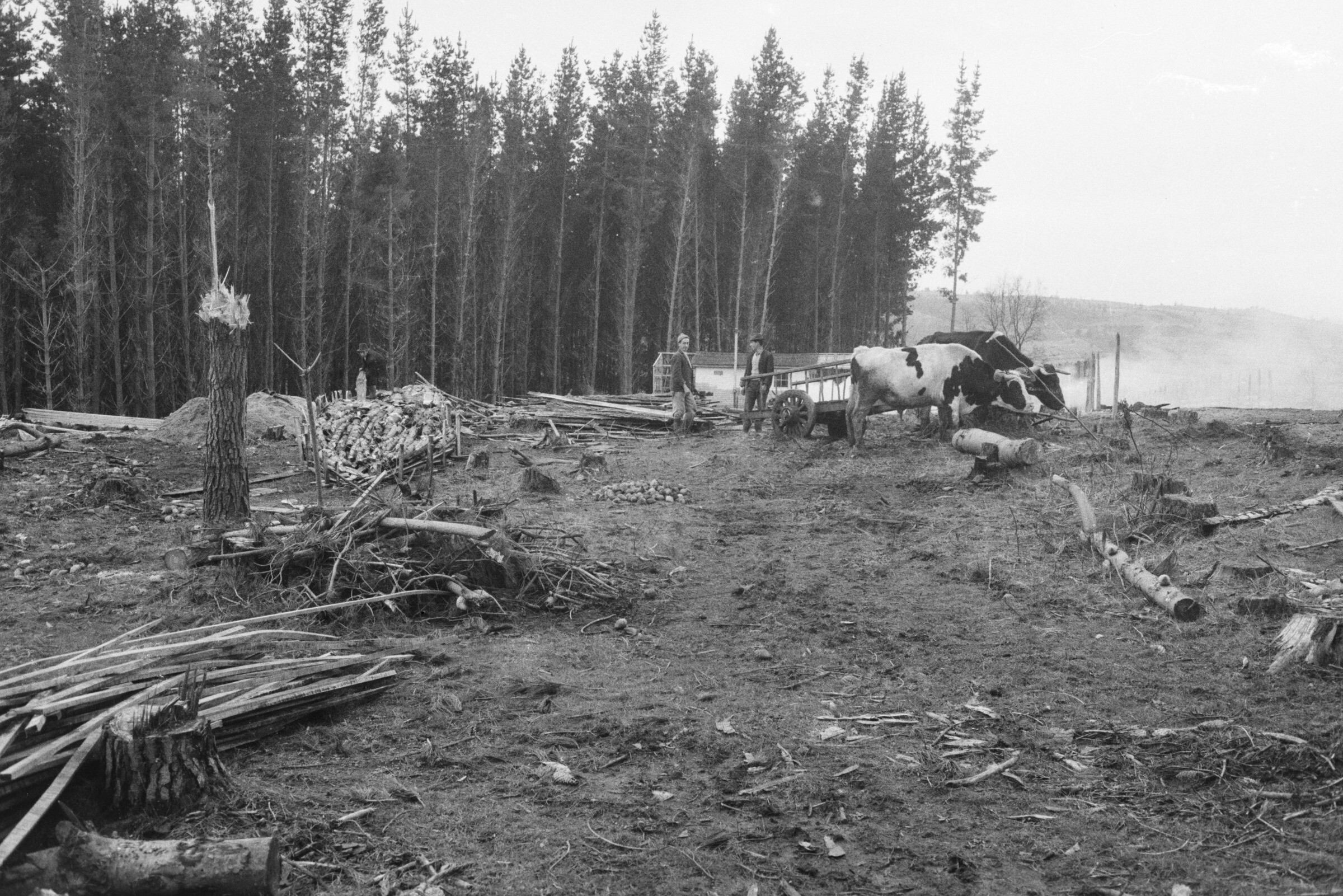 Serie del autor: Aserradero Stange. Cudico. Año 1970