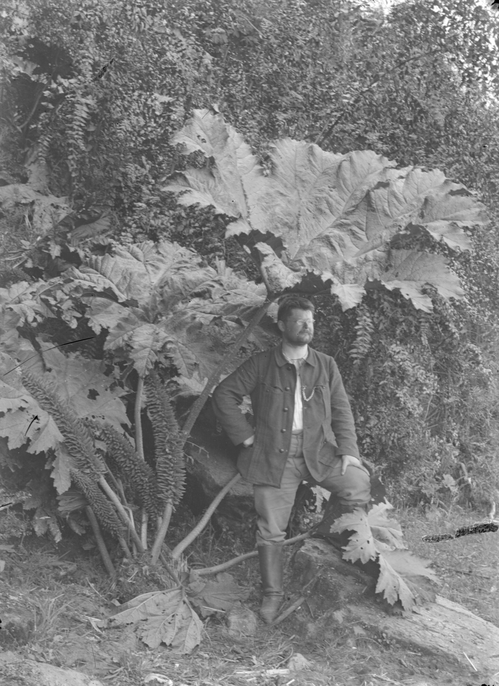 Plano entero de un hombre posando de pie entre plantas de nalca en un entorno natural